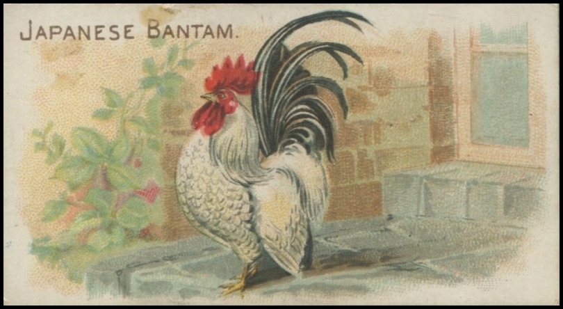 Japanese Bantam